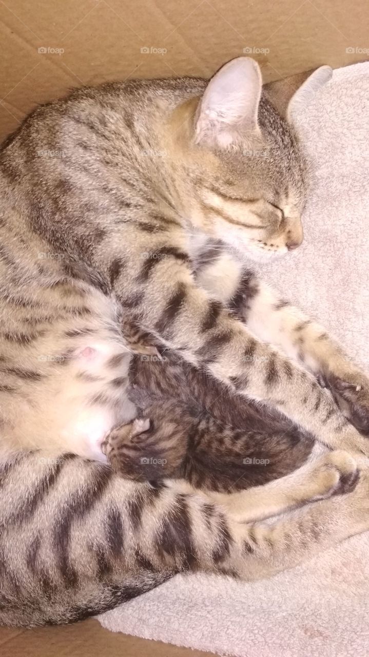 kittens with mom
