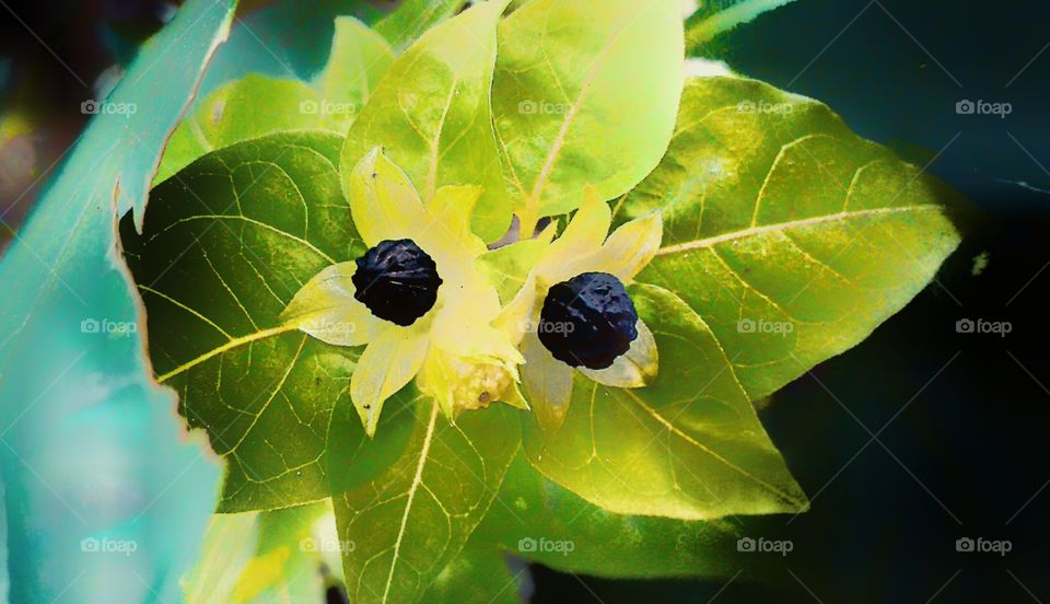 amazing green plant's two black seeds