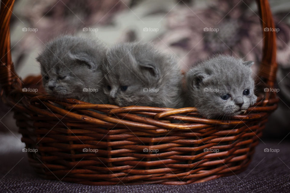 small kitty in a basket
