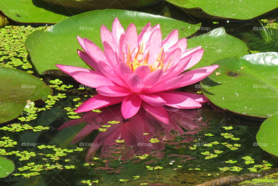 My Favorite Lily Pic