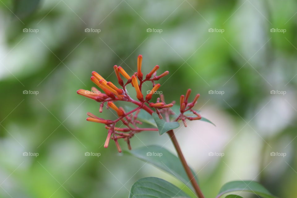 Beautiful Pink Flowers Blooming In Garden With Blurry Flower Background, leelamba, 9500102400