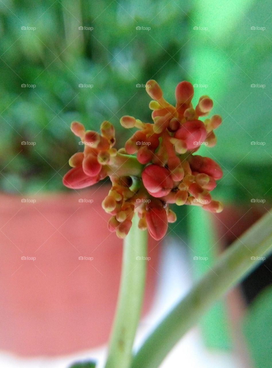 bunga pinicilin