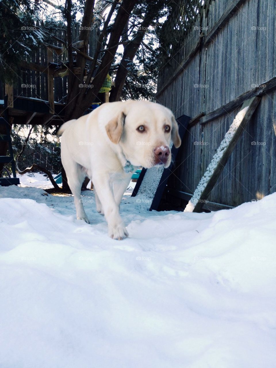 trees beautiful brr labrador retriever by jmh