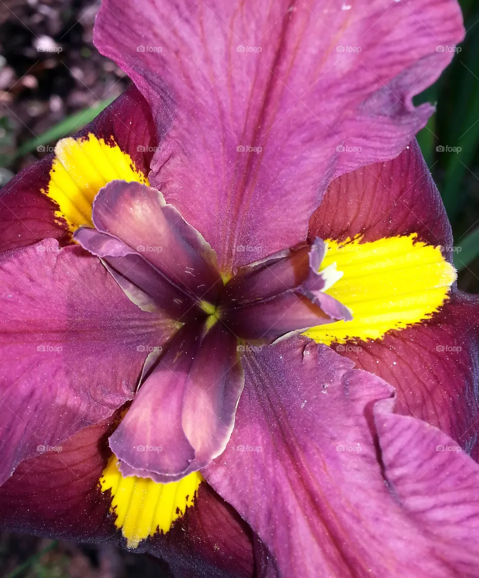 Iris