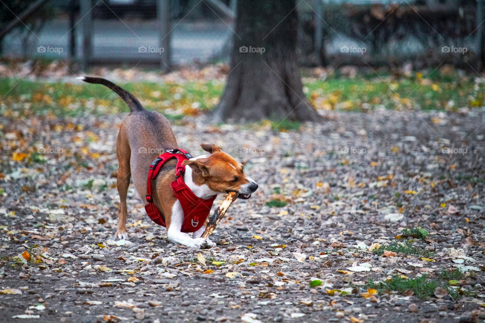 A dog playing with a stick in a dog centar