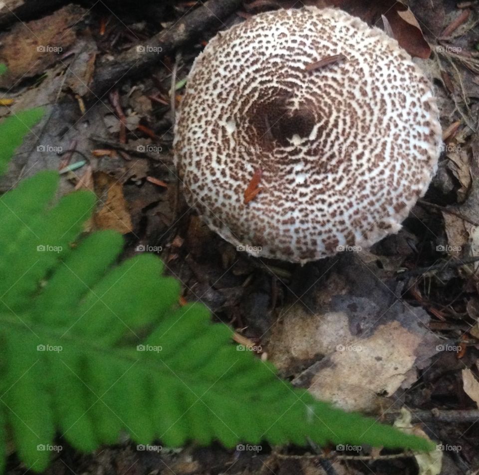Mushroom and fern