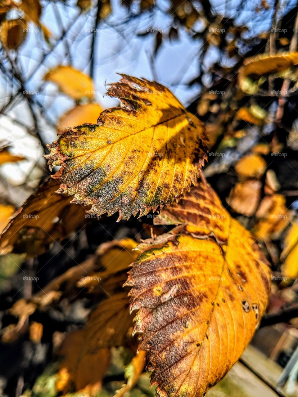 Fall leaves