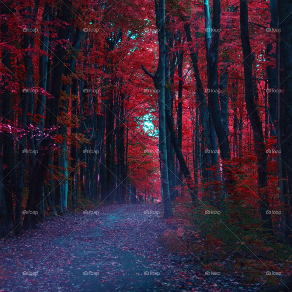 A walk through the woods. Took this while hiking through the woods