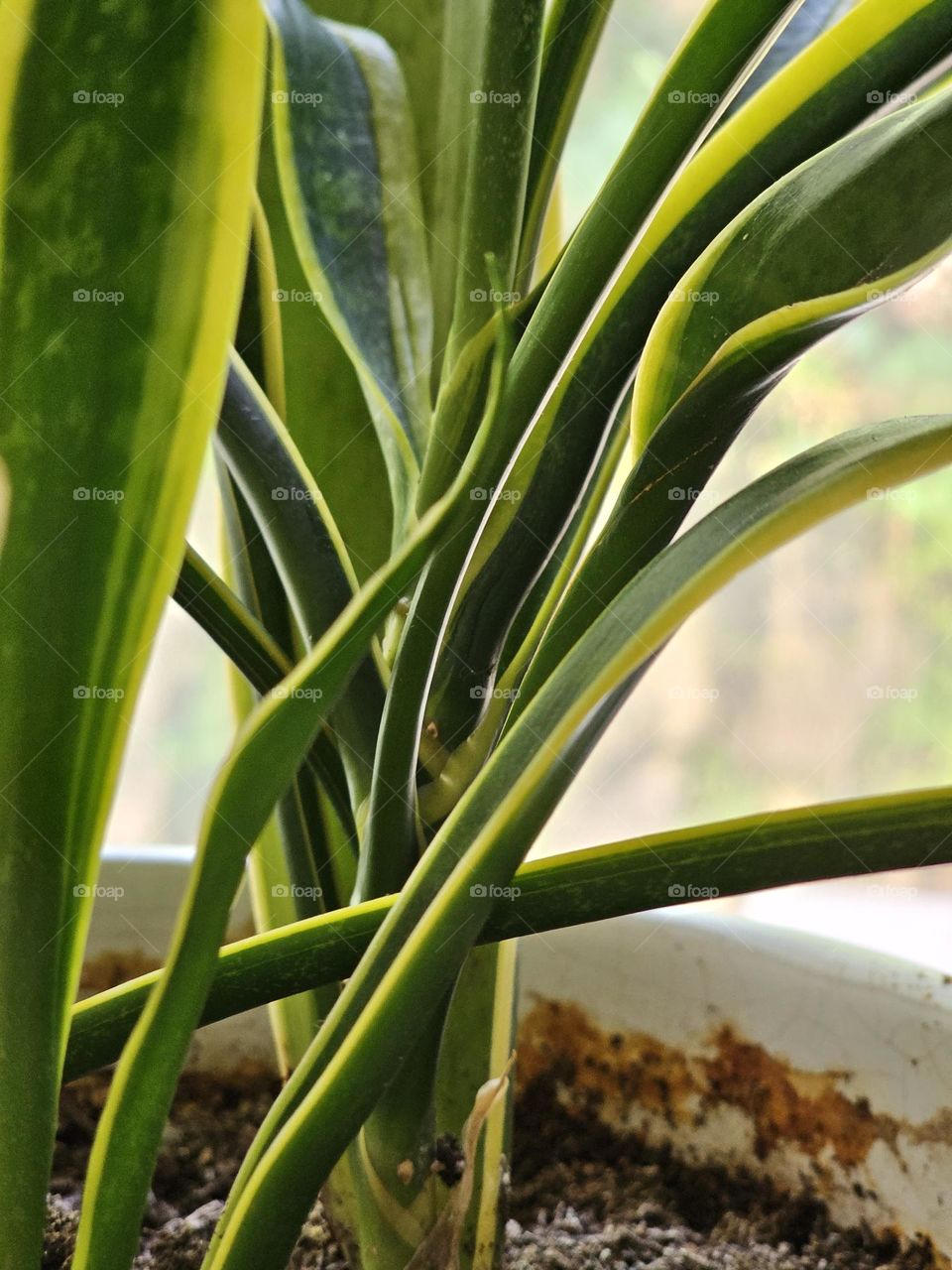 Indoor green plant with white pot