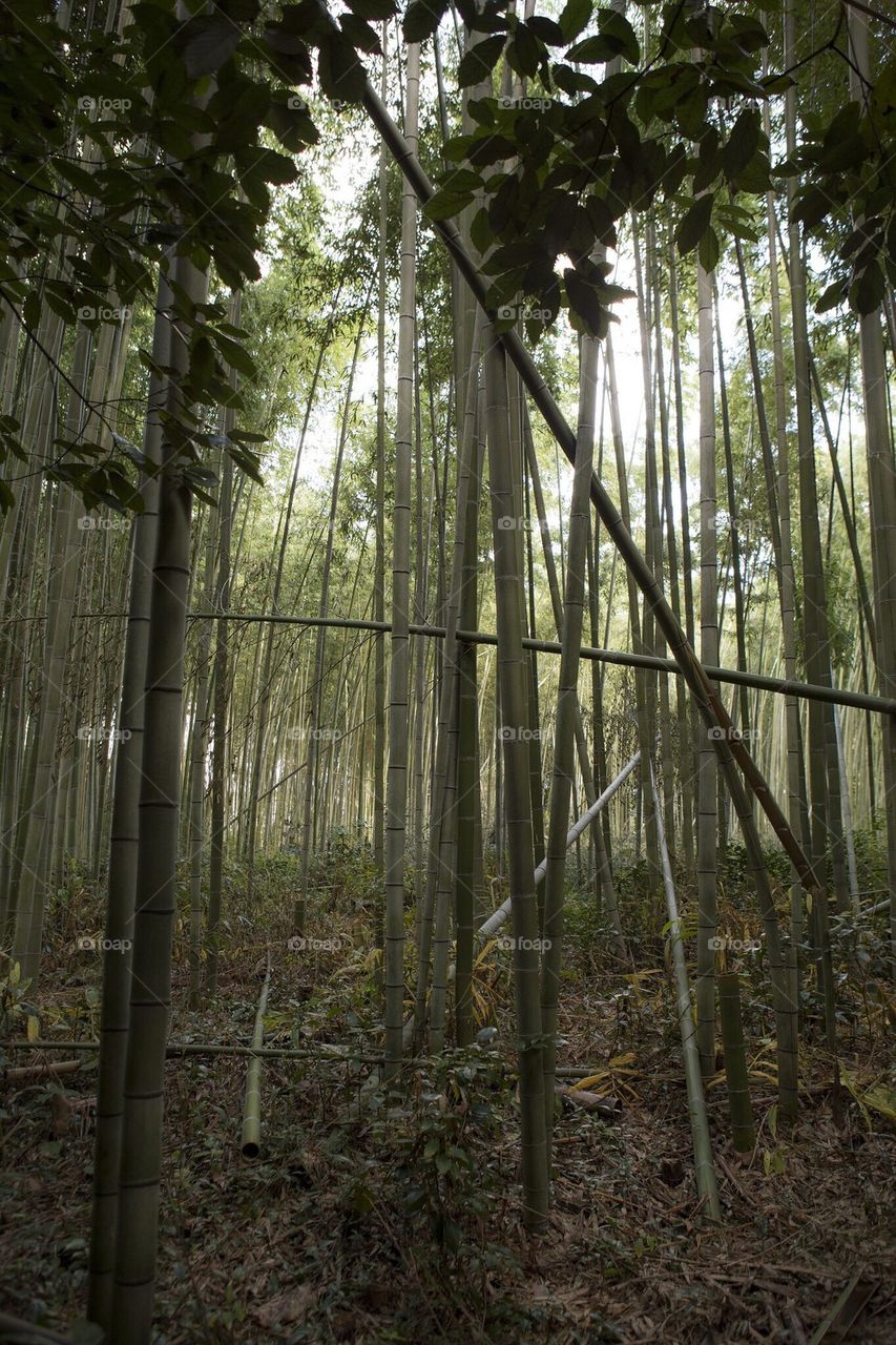 Bamboo forest in Sagano 