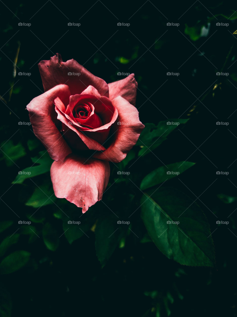 rose in dark garden