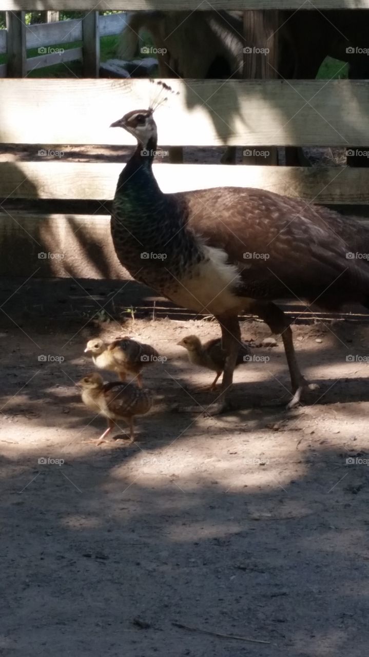 mama and chicks