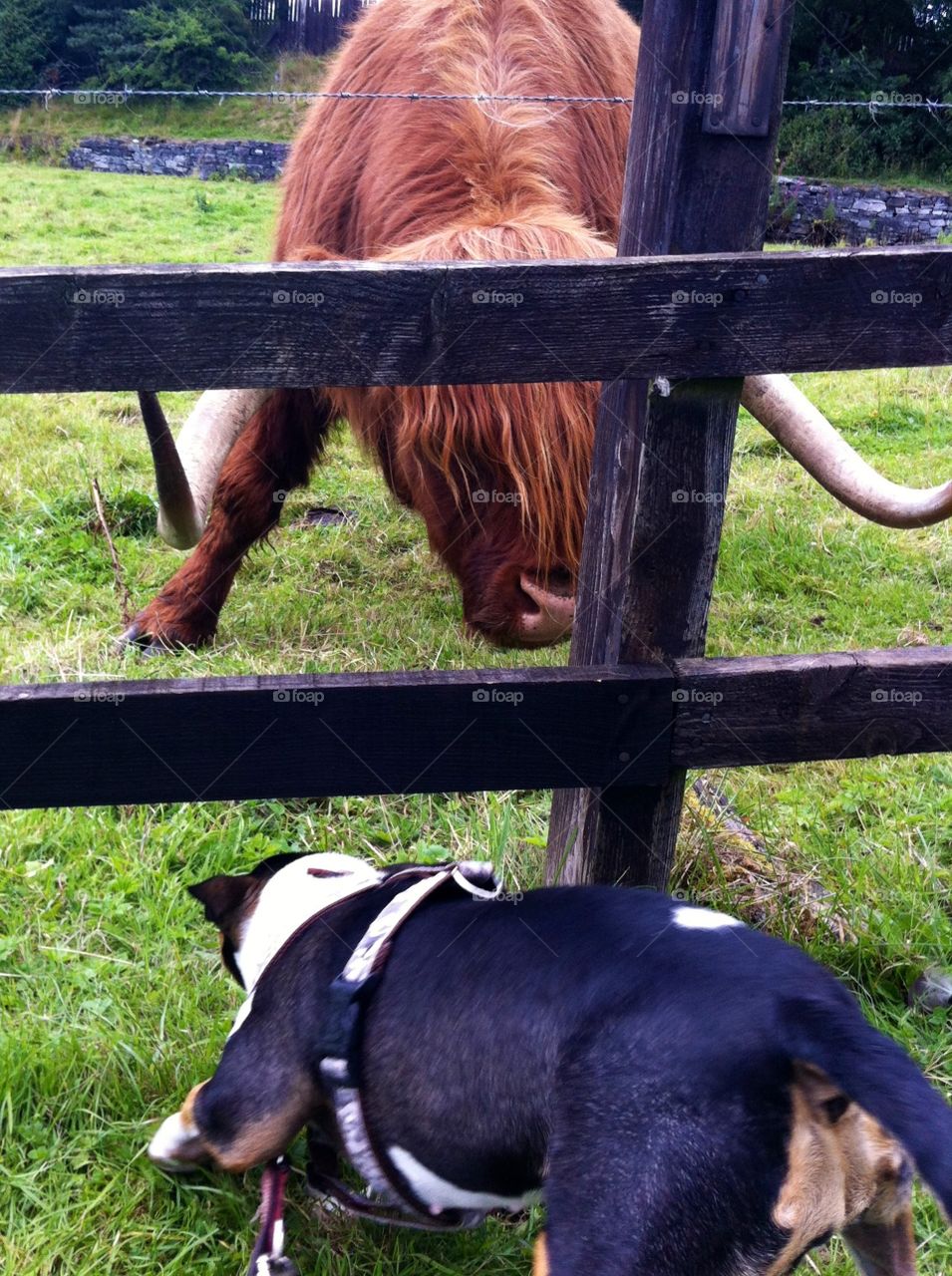  Bullterrier vs bull