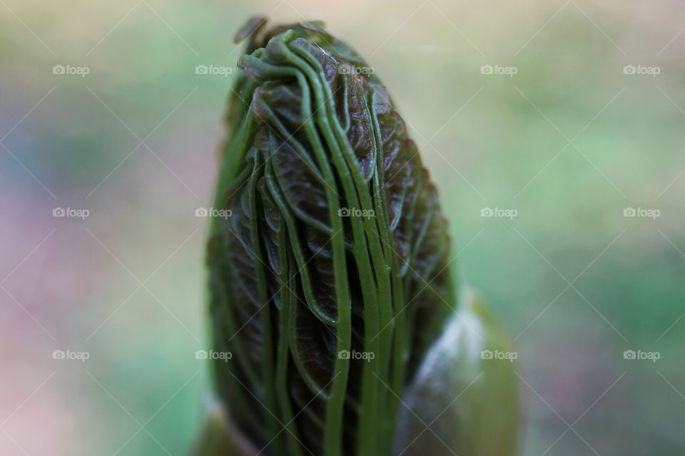 Bud