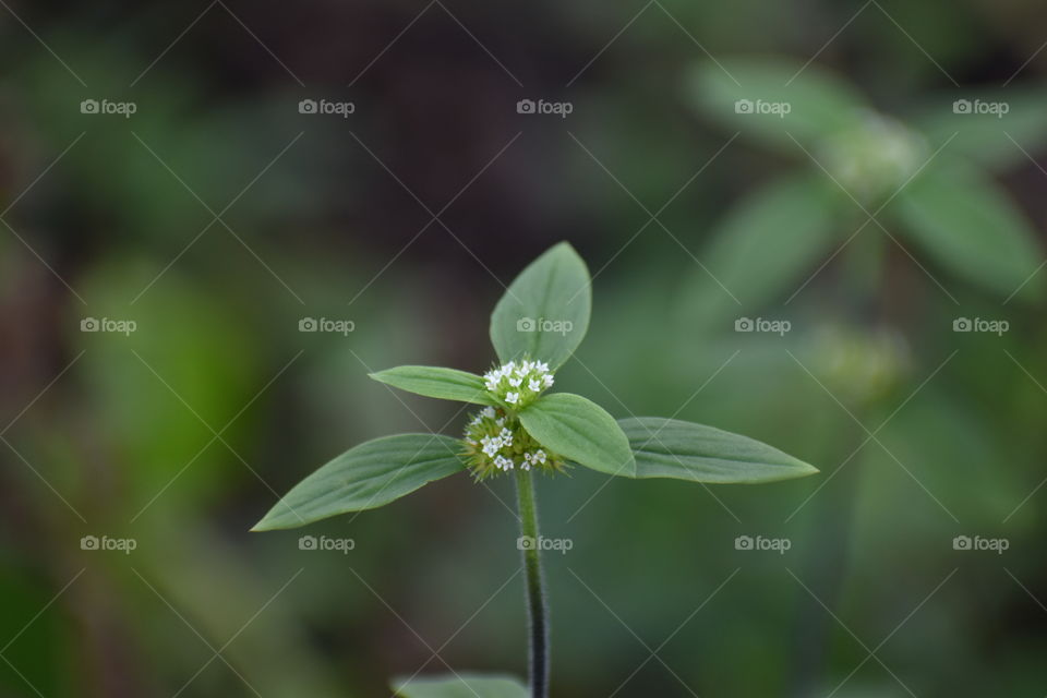 small white flower and five leaves