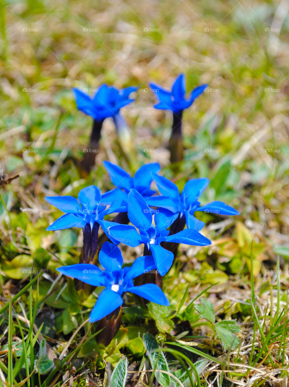 Wild blue flowers 