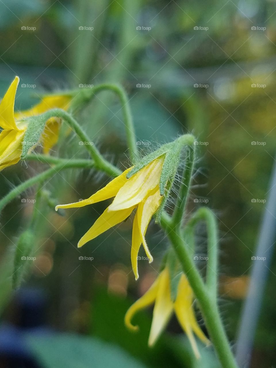 Tomato blossom