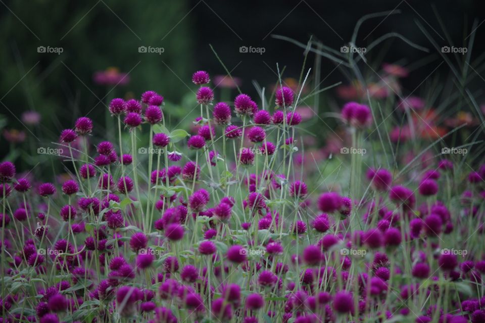 Purple flowers garden 