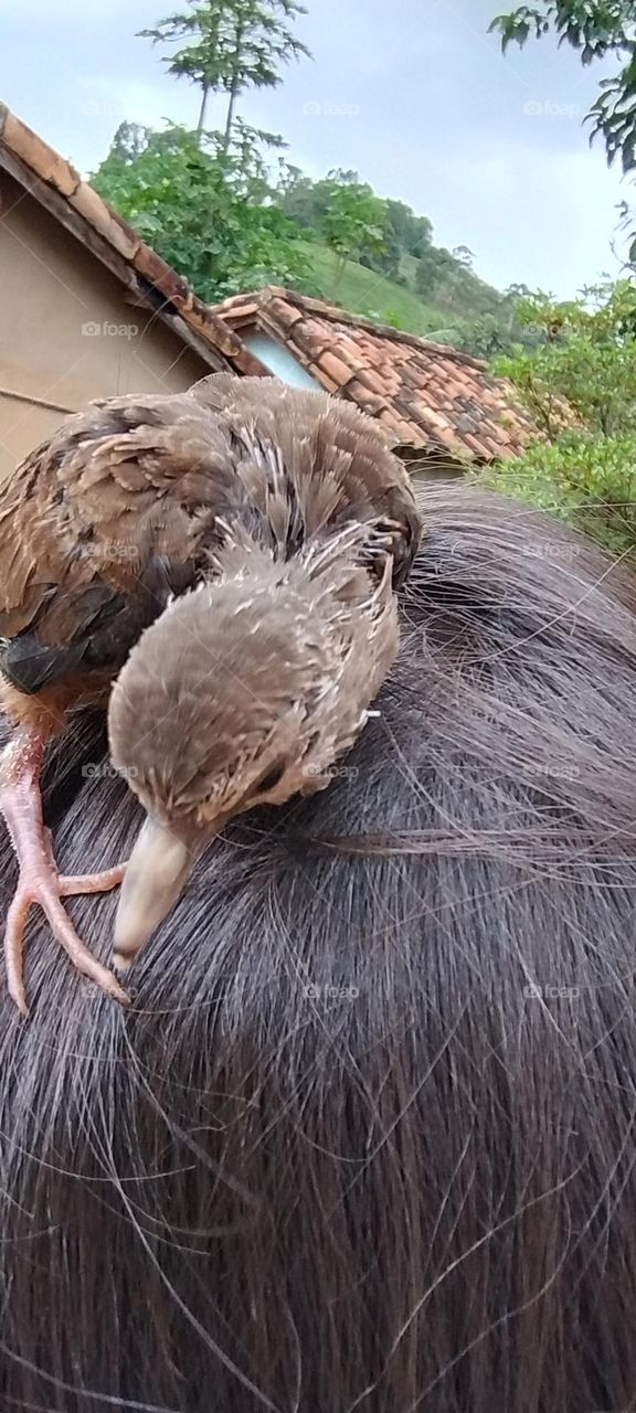cute little bird on the head