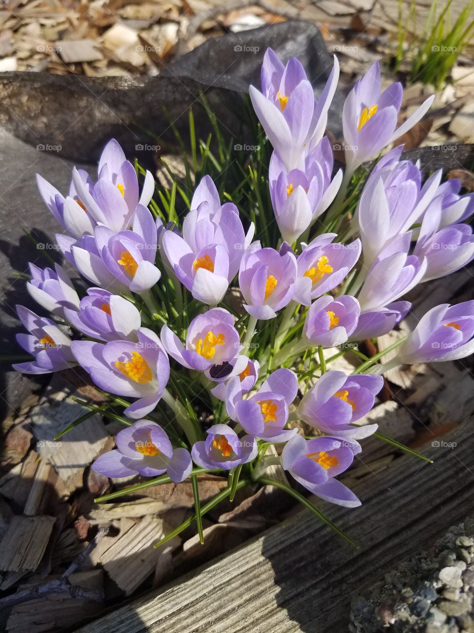Spring Flowers
