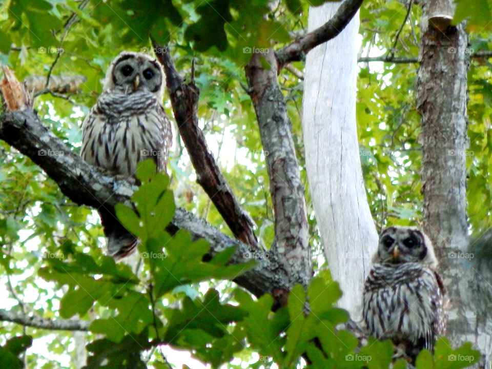 Two Beautiful Owls  setting on a tree branch surrounded by green foliage