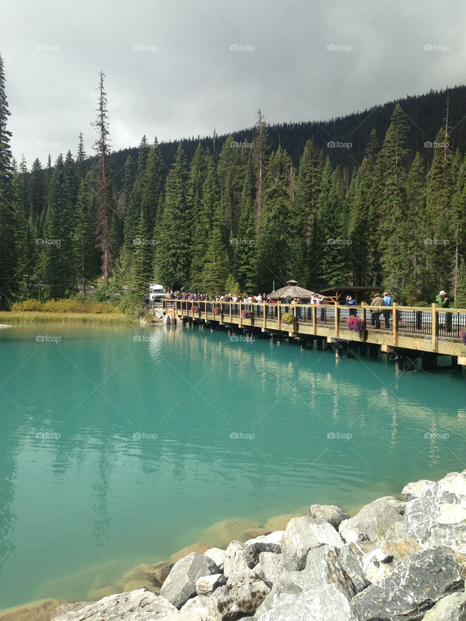 View of bridge over lake in forest