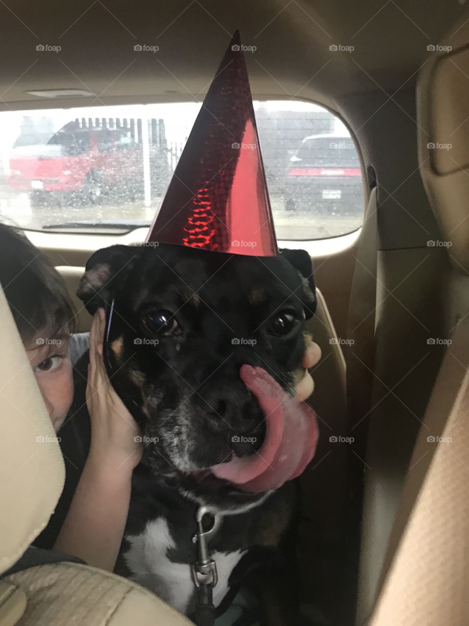 Birthday dog 