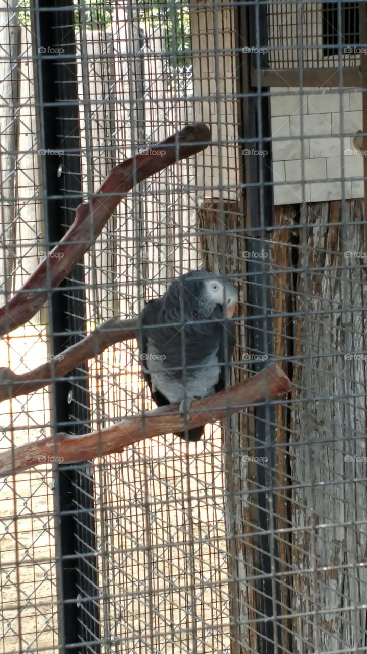 An African Grey Parrot at York Wild Kingdom in Maine