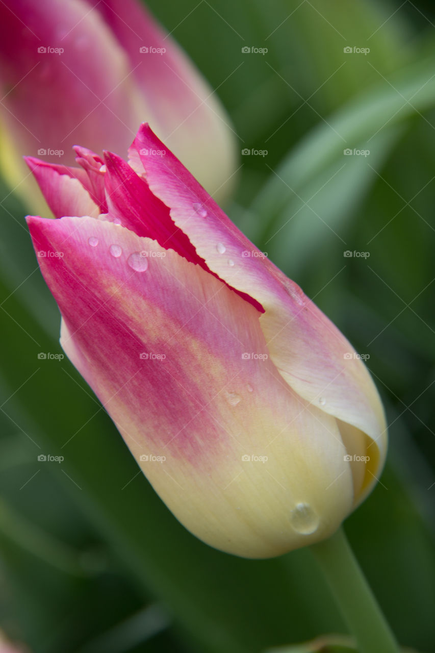 Tulips and water droplets 