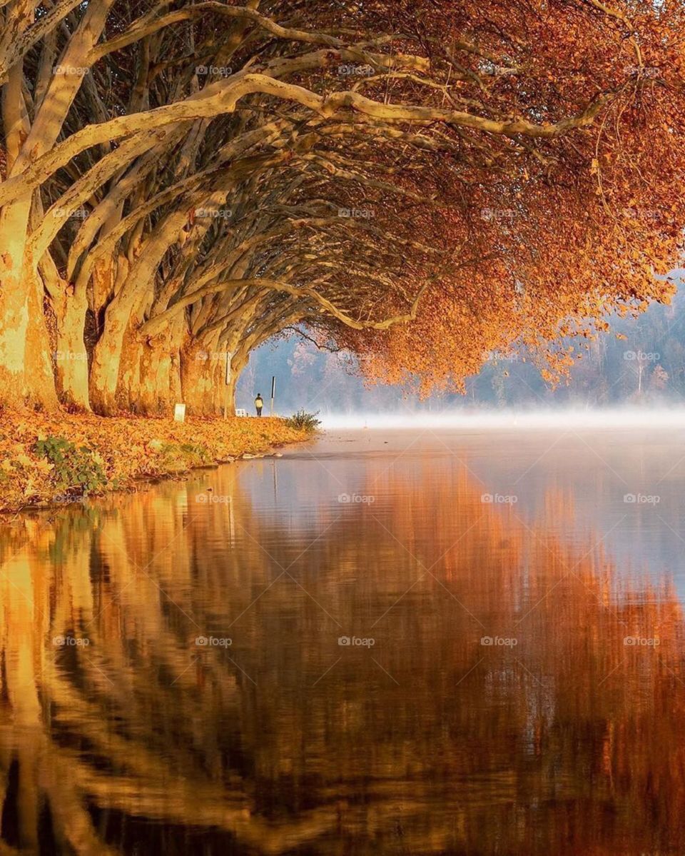 natural yallow tree land