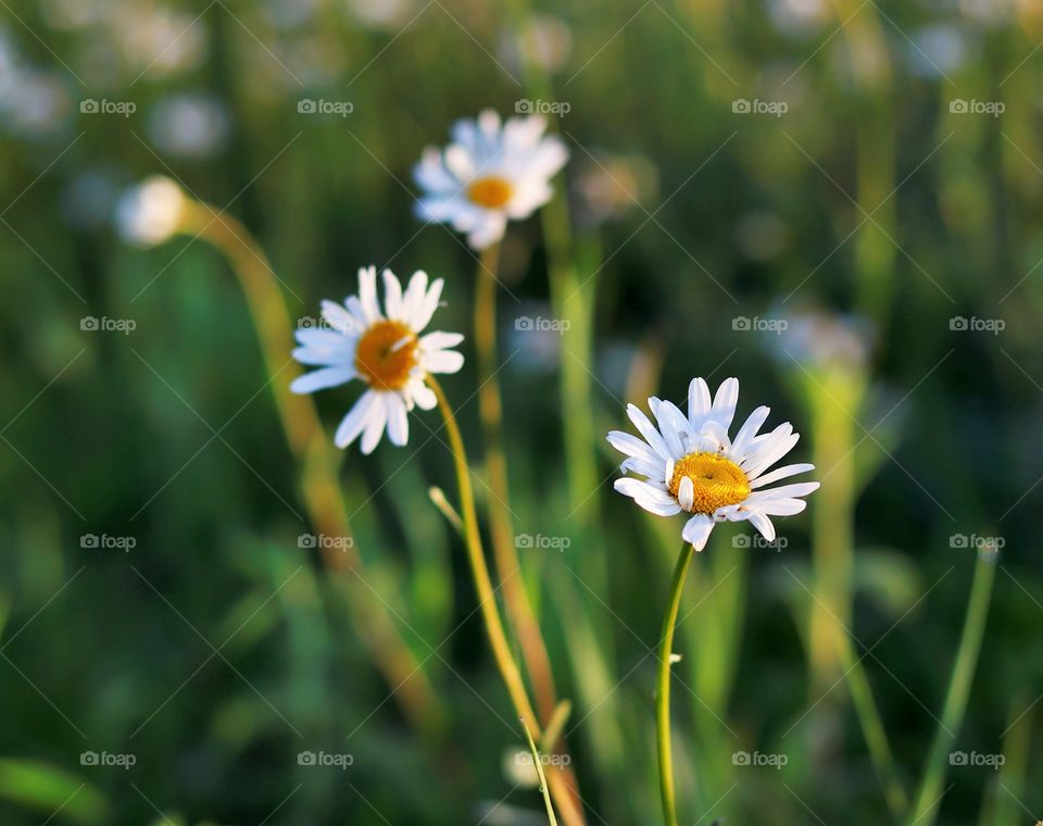 Chamomile flowers in morning light.