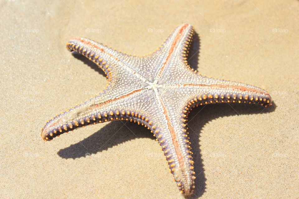 starfish,