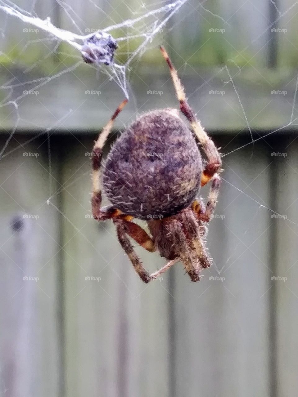 orb-weaver spider on a web