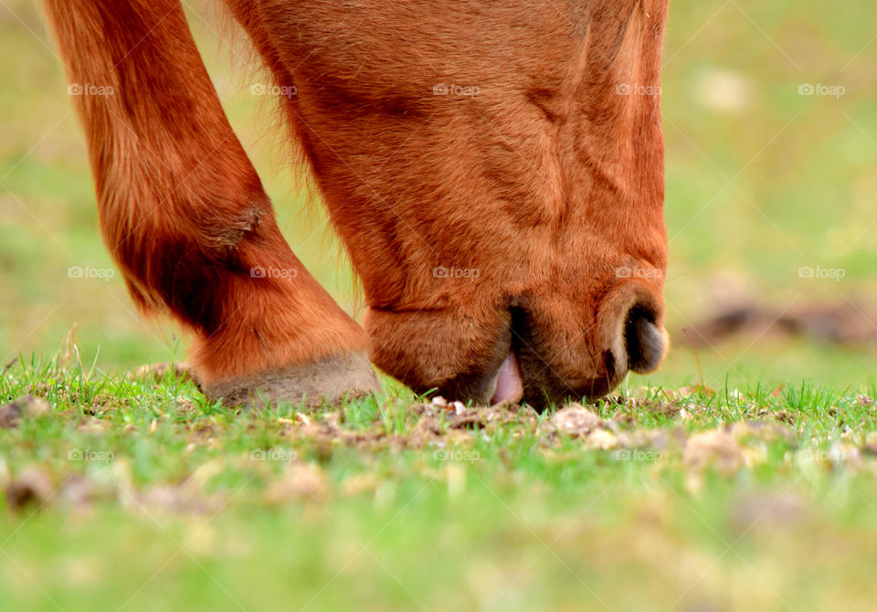 Close up horse eating