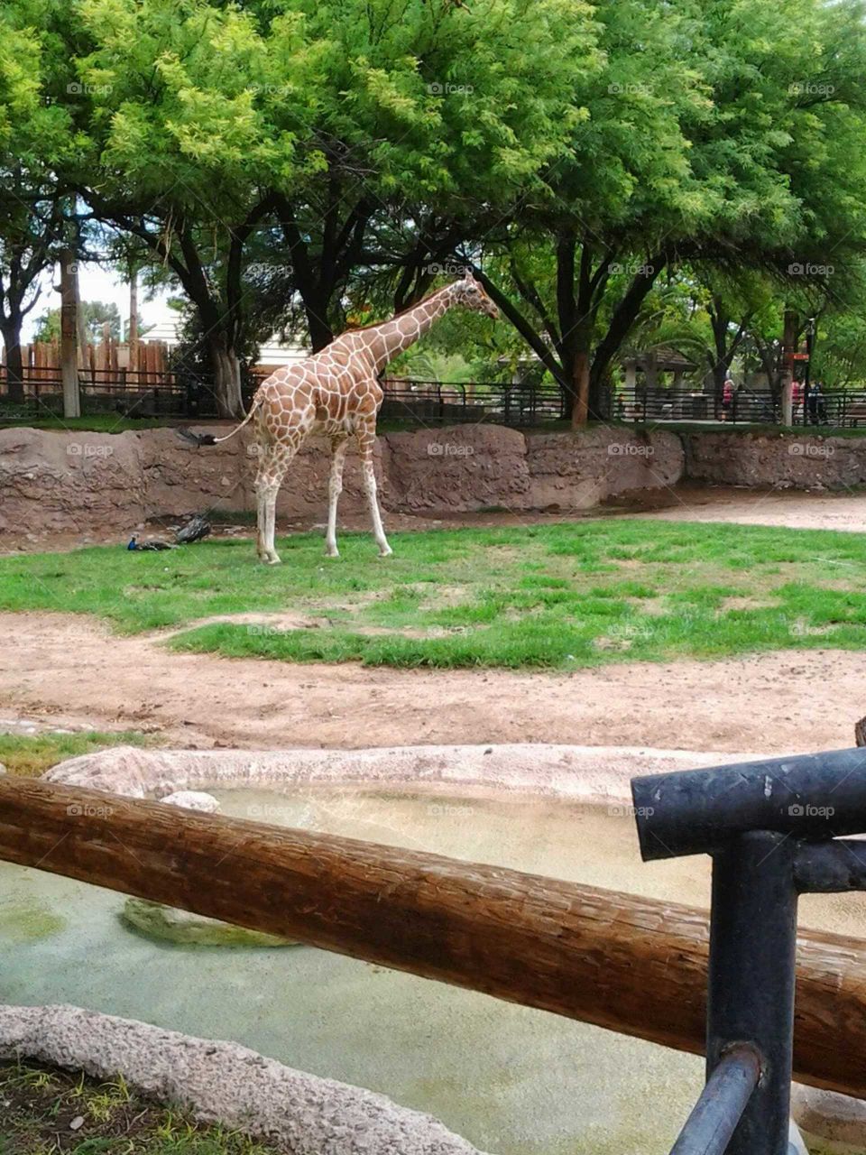 giraffe