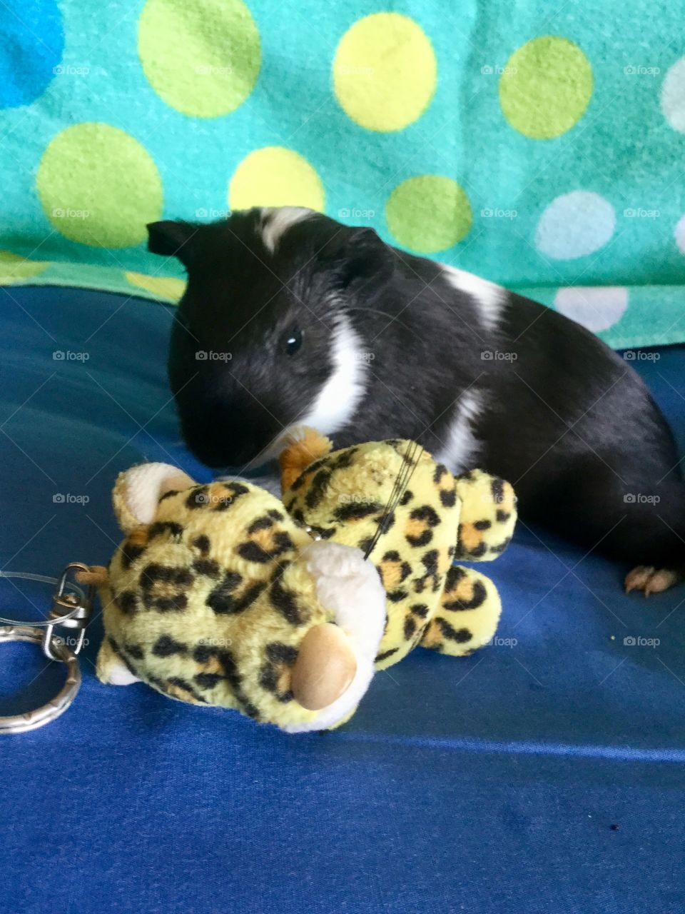 Mischievous family pet Timmy 