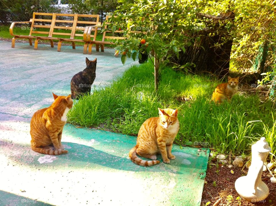 Four cats like statues