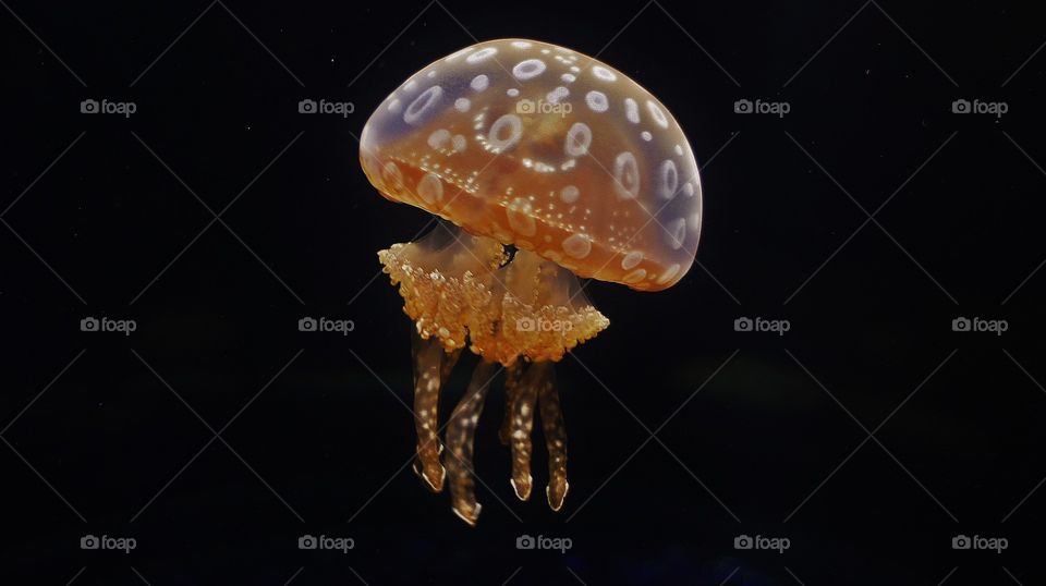 jellyfish
