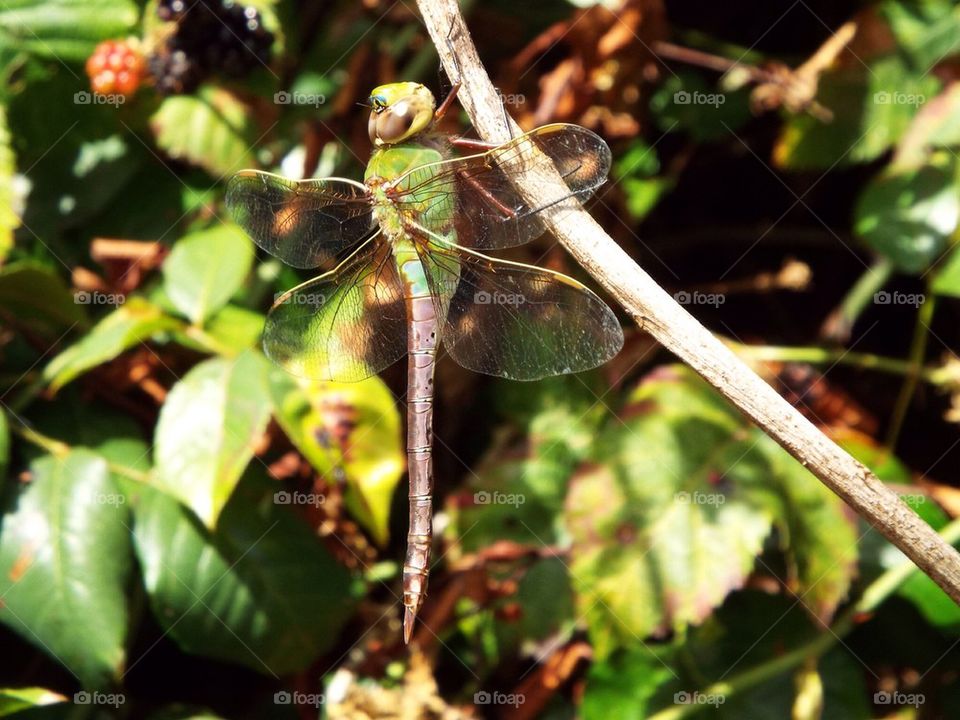 Giant Green Darner