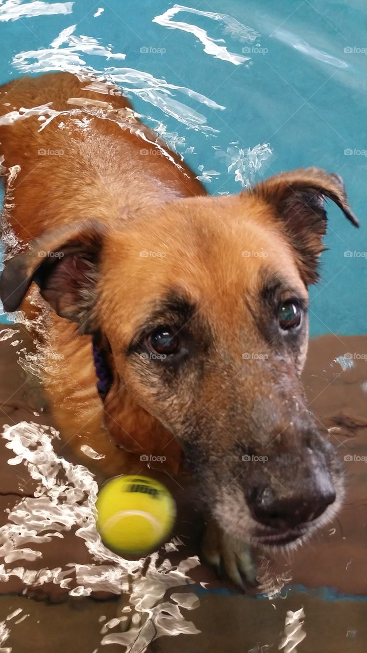 Dog getting physical therapy