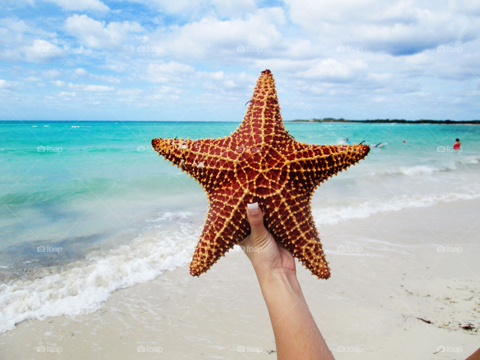 Person hand holding starfish