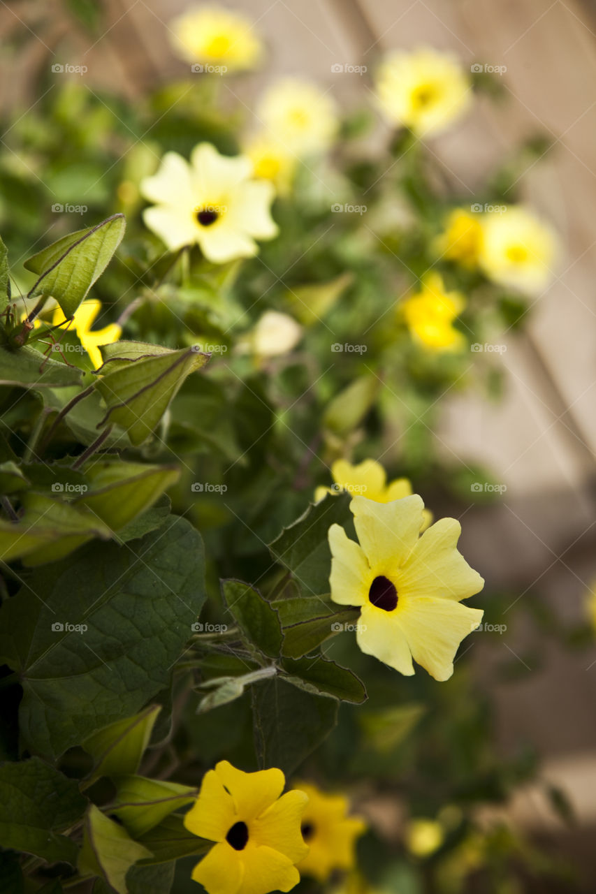 Close-up of yellow flower