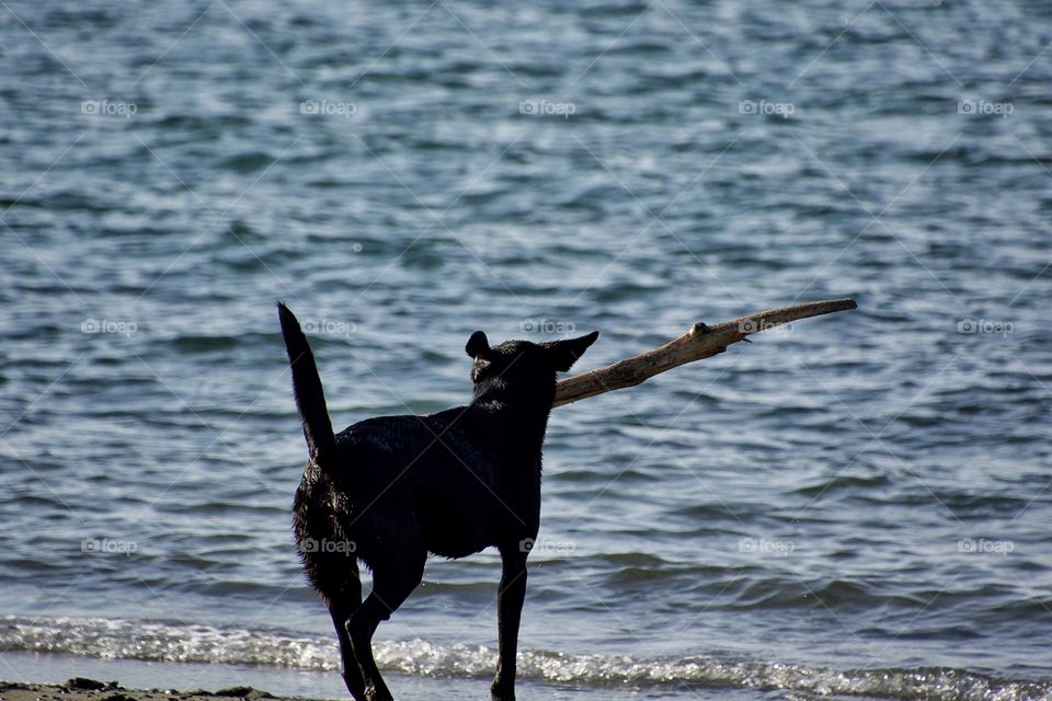 Dog, stick, ocean