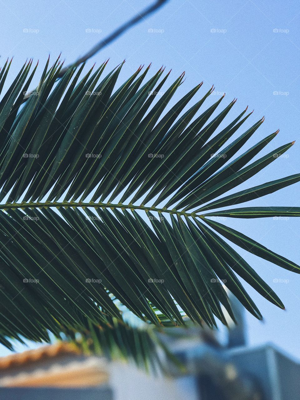 Palm 