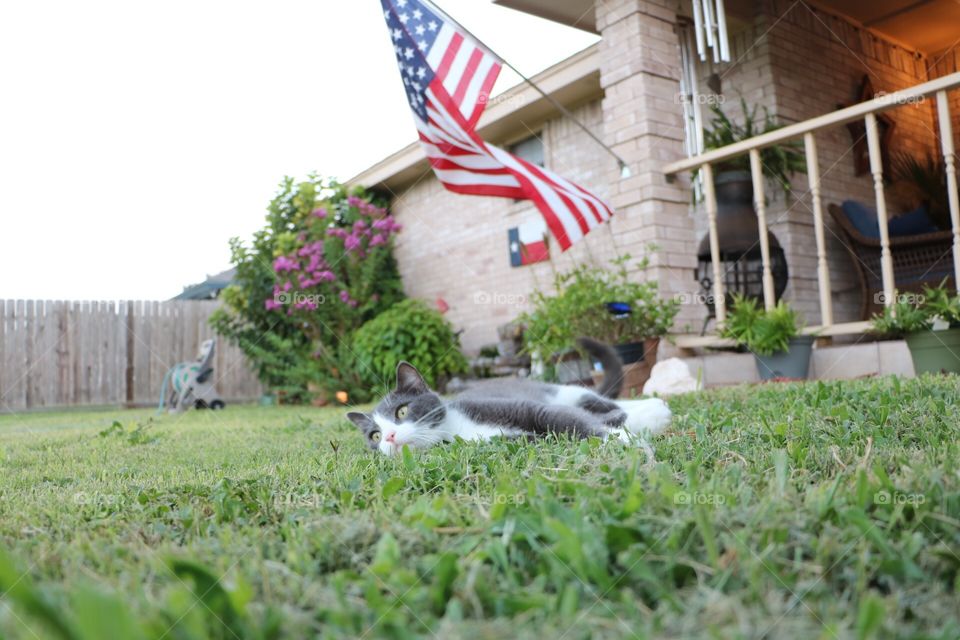 Patriotic kitty