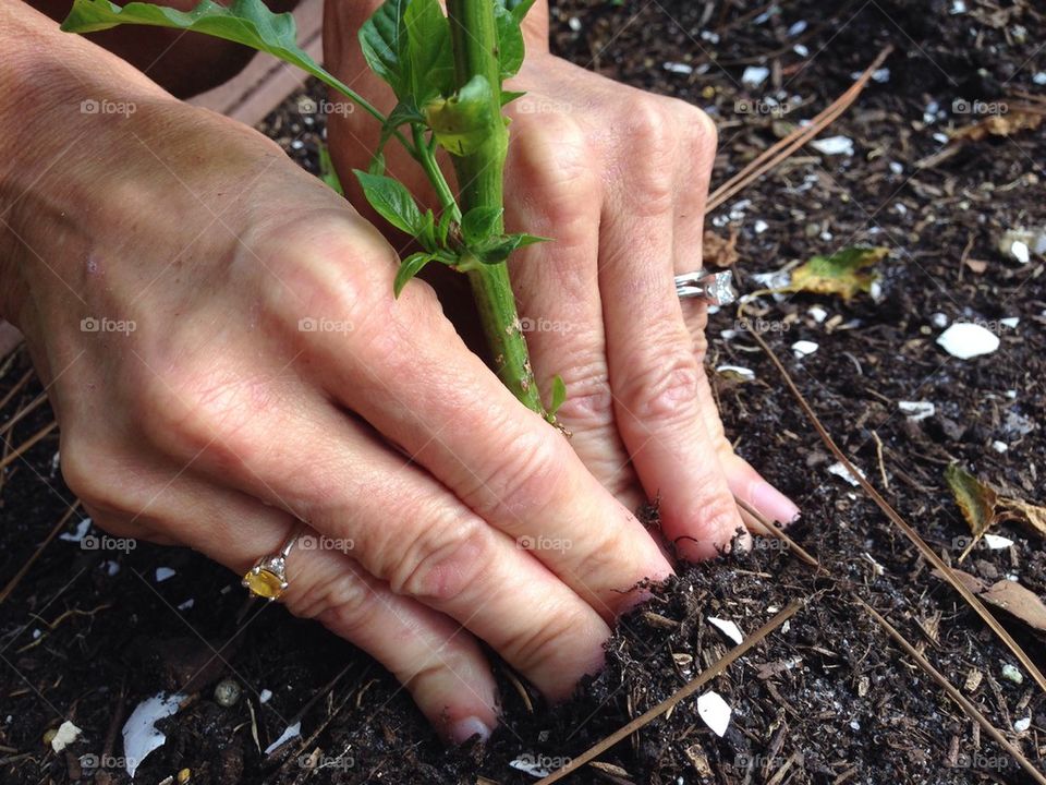 Planting