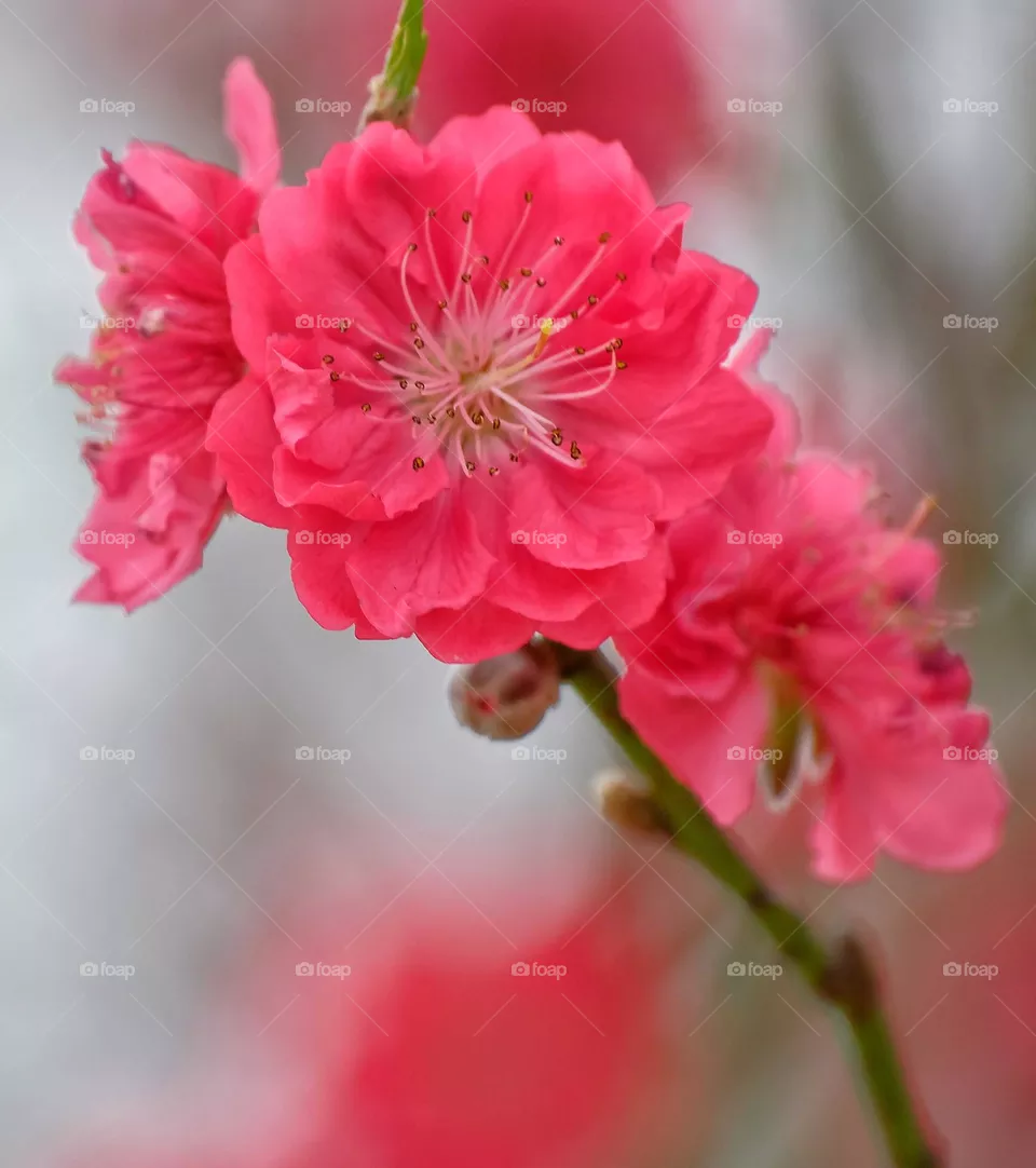 red flowers
