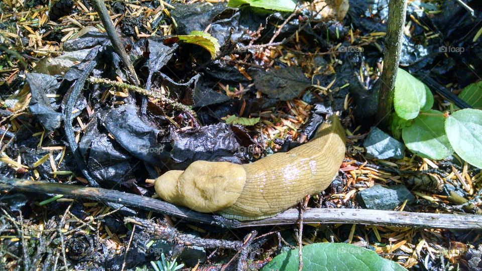 banana slug. A banana slug on the Oregon coast.