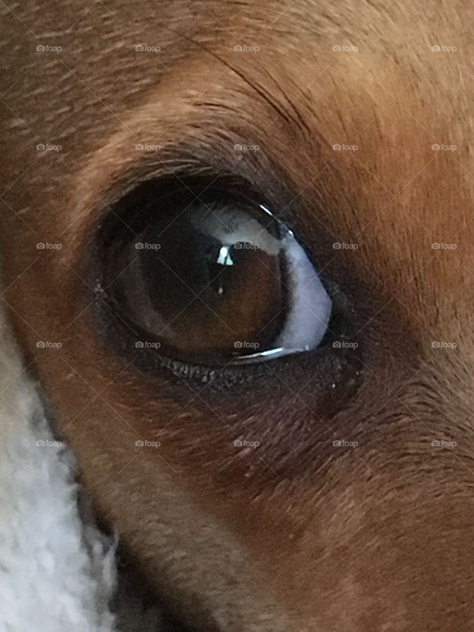Close up view of the watery eye of a dog with hay fever that looks like its crying 
