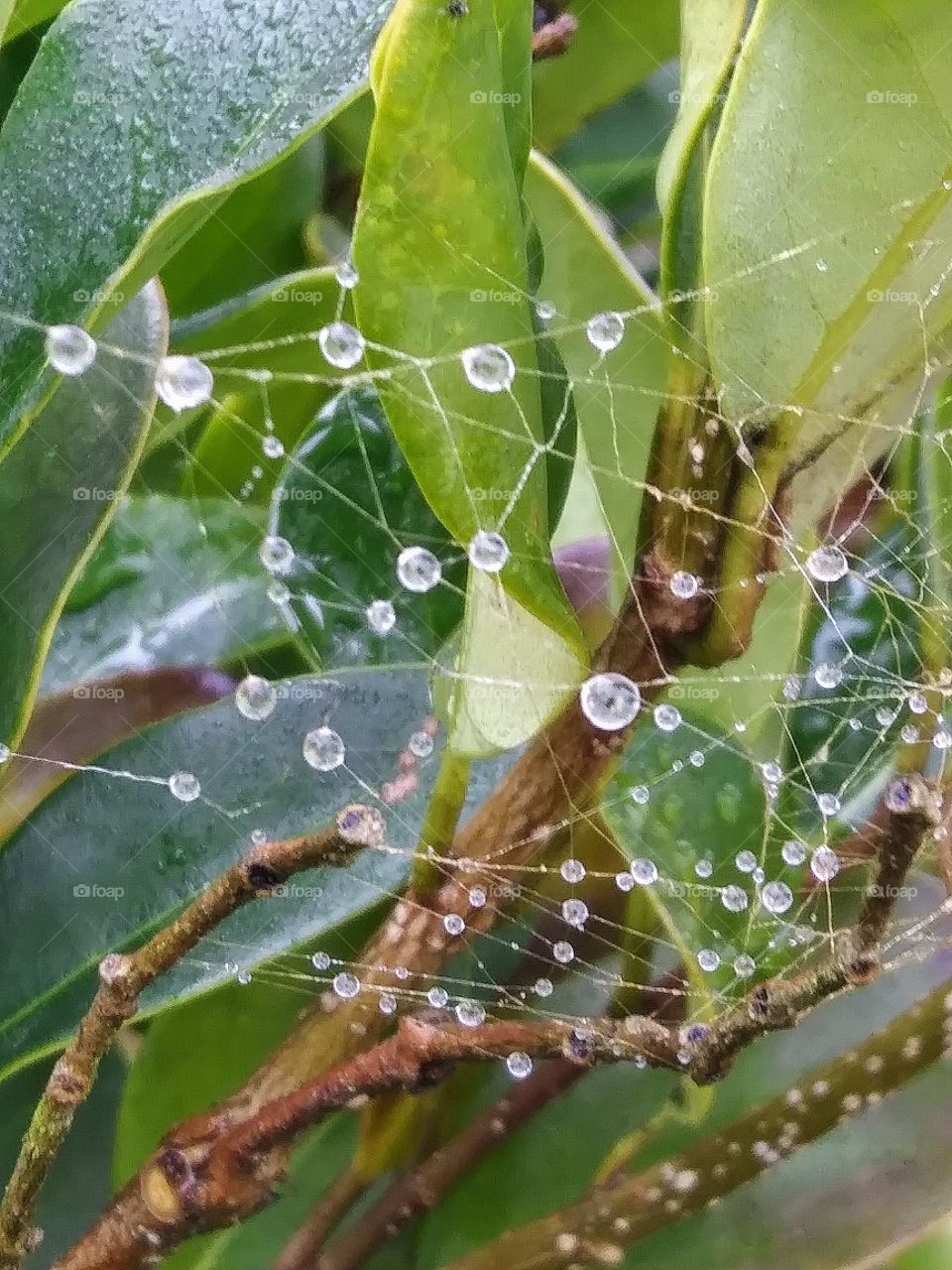 rain drops caught in a web